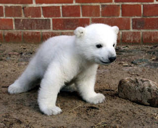 Knut Eisbär Berlin Zoo Knut Eisbär Berlin Zoo