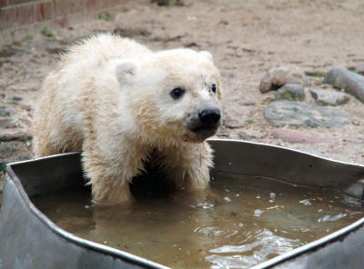 Knut Eisbär Berlin Zoo Knut Eisbär Berlin Zoo