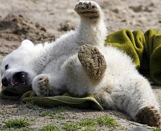 Knut Eisbär Berlin Zoo Knut Eisbär Berlin Zoo