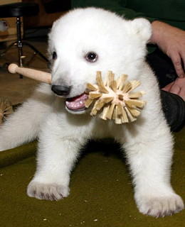 Knut Eisbär Berlin Zoo Knut Eisbär Berlin Zoo