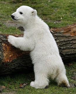 Knut Eisbär Berlin Zoo Knut Eisbär Berlin Zoo