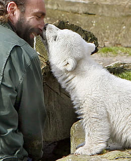 Knut Eisbär Berlin Zoo Knut Eisbär Berlin Zoo