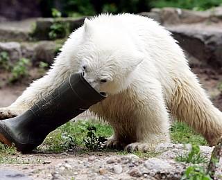 Knut Eisbär Berlin Zoo Knut Eisbär Berlin Zoo