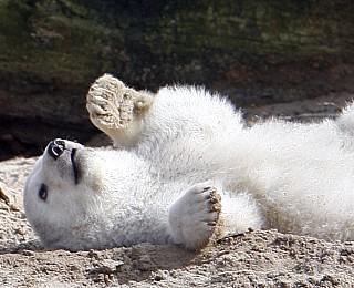 Knut Eisbär Berlin Zoo Knut Eisbär Berlin Zoo