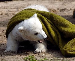 Knut Eisbär Berlin Zoo Knut Eisbär Berlin Zoo