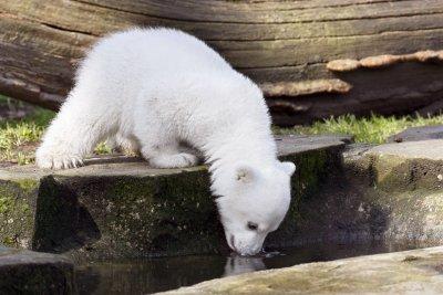 Knut Eisbär Berlin Zoo Knut Eisbär Berlin Zoo