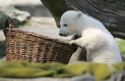 Knut Eisbär Berlin Zoo Knut Eisbär Berlin Zoo