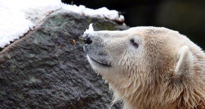 Knut Eisbär Berlin Zoo Knut Eisbär Berlin Zoo