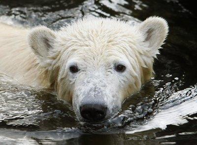 Knut Eisbär Berlin Zoo Knut Eisbär Berlin Zoo