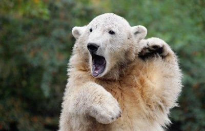 Knut Eisbär Berlin Zoo Knut Eisbär Berlin Zoo