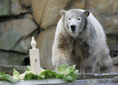 Knut Eisbär Berlin Zoo Knut Eisbär Berlin Zoo