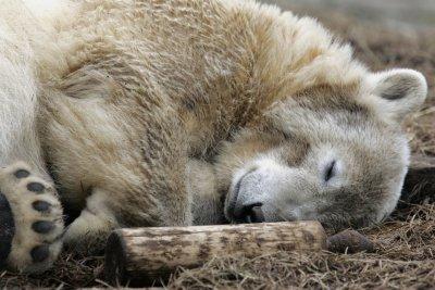 Knut Eisbär Berlin Zoo Knut Eisbär Berlin Zoo
