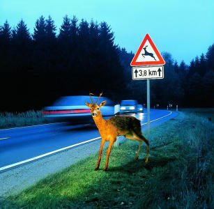 auto_galerie_wildwechsel auto_galerie_wildwechsel