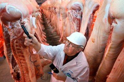 Gammelfleisch Gammelfleisch