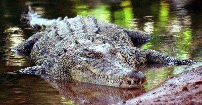Gefährliche Tiere in Australien Gefährliche Tiere in Australien