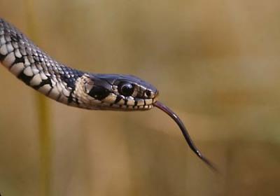 Gefährliche Tiere in Australien Gefährliche Tiere in Australien