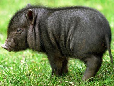 tier-urteile tier-urteile