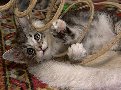 Wildes Kinderzimmer Katzen Wildes Kinderzimmer Katzen