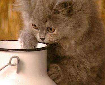 Wildes Kinderzimmer Katzen Wildes Kinderzimmer Katzen