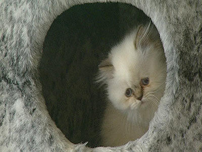 Wildes Kinderzimmer Katzen Wildes Kinderzimmer Katzen