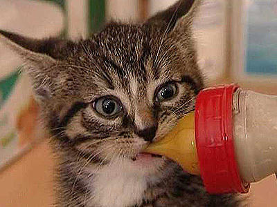 Wildes Kinderzimmer Katzen Wildes Kinderzimmer Katzen
