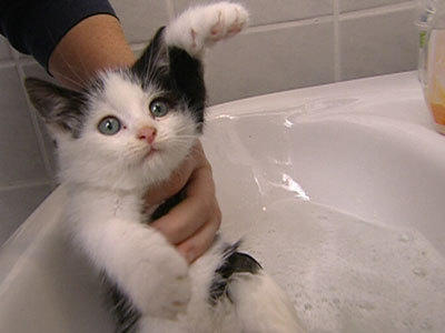 Wildes Kinderzimmer Katzen Wildes Kinderzimmer Katzen