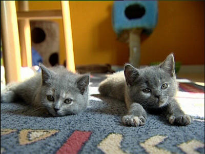 Wildes Kinderzimmer Katzen Wildes Kinderzimmer Katzen