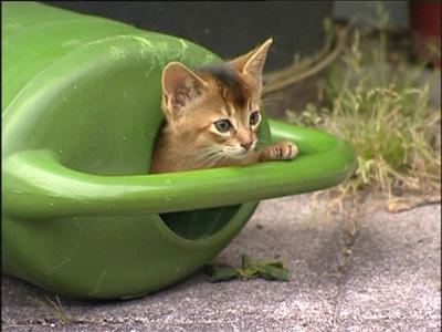 Wildes Kinderzimmer Katzen Wildes Kinderzimmer Katzen