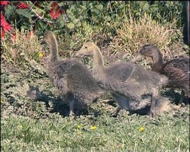 Tierbabys auf dem Bauernhof Tierbabys auf dem Bauernhof