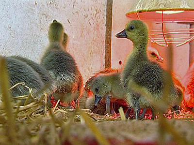 Tierbabys auf dem Bauernhof Tierbabys auf dem Bauernhof