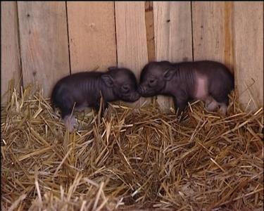Tierbabys auf dem Bauernhof Tierbabys auf dem Bauernhof
