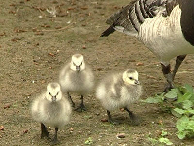 Tierbabys auf dem Bauernhof Tierbabys auf dem Bauernhof
