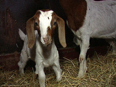 Tierbabys auf dem Bauernhof Tierbabys auf dem Bauernhof