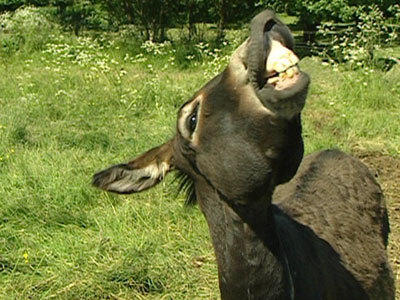 Tierbabys auf dem Bauernhof Tierbabys auf dem Bauernhof