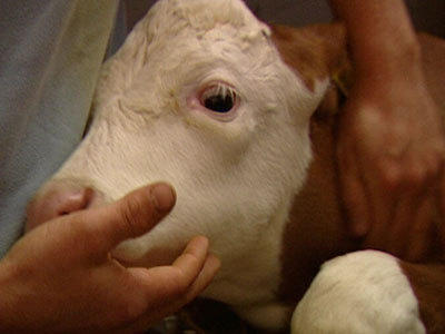 Tierbabys auf dem Bauernhof Tierbabys auf dem Bauernhof