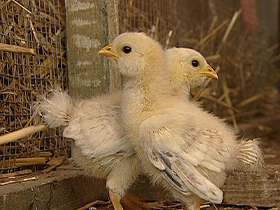 Tierbabys auf dem Bauernhof Tierbabys auf dem Bauernhof