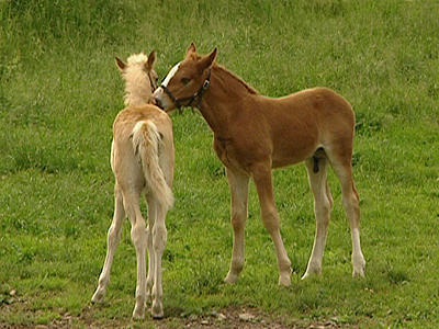 Tierbabys auf dem Bauernhof Tierbabys auf dem Bauernhof