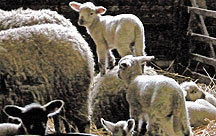 Tierbabys auf dem Bauernhof Tierbabys auf dem Bauernhof