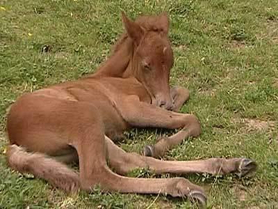 Tierbabys auf dem Bauernhof Tierbabys auf dem Bauernhof