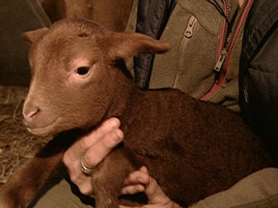 Tierbabys auf dem Bauernhof Tierbabys auf dem Bauernhof