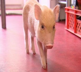 Tierbabys auf dem Bauernhof Tierbabys auf dem Bauernhof