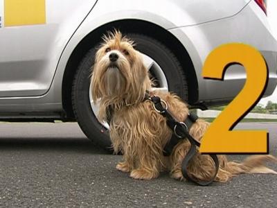 Anschnallsysteme für Hunde Anschnallsysteme für Hunde