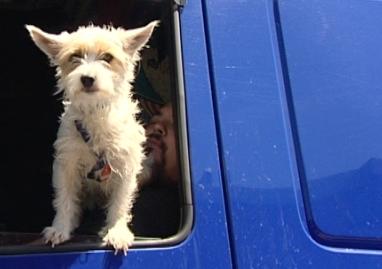 Reisen mit Hund Reisen mit Hund