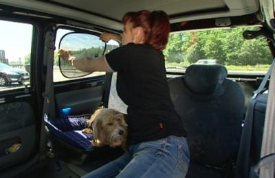 Reisen mit Hund Reisen mit Hund