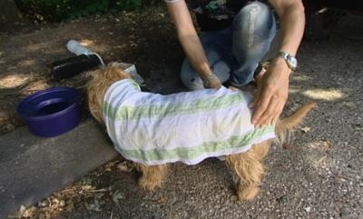Reisen mit Hund Reisen mit Hund