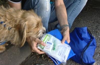 Reisen mit Hund Reisen mit Hund