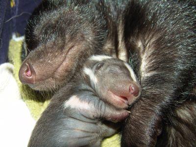 Top 10 niedliche Exotenbabies Top 10 niedliche Exotenbabies