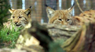 Katzen vom Aussterben bedroht Katzen vom Aussterben bedroht