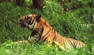 Katzen vom Aussterben bedroht Katzen vom Aussterben bedroht