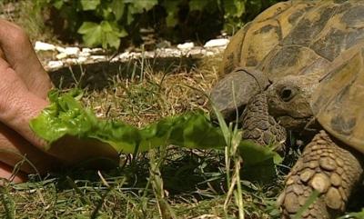 Landschildkrötenhaltung Landschildkrötenhaltung